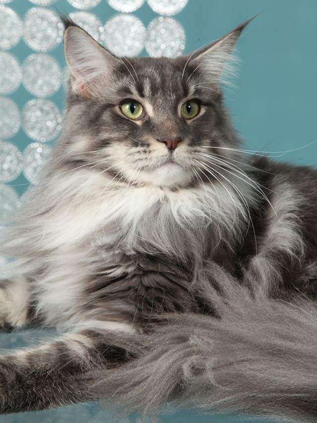 maine_coon_5